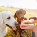 The Probiotic Guide Every Dog Parent Needs (Vet Explained)