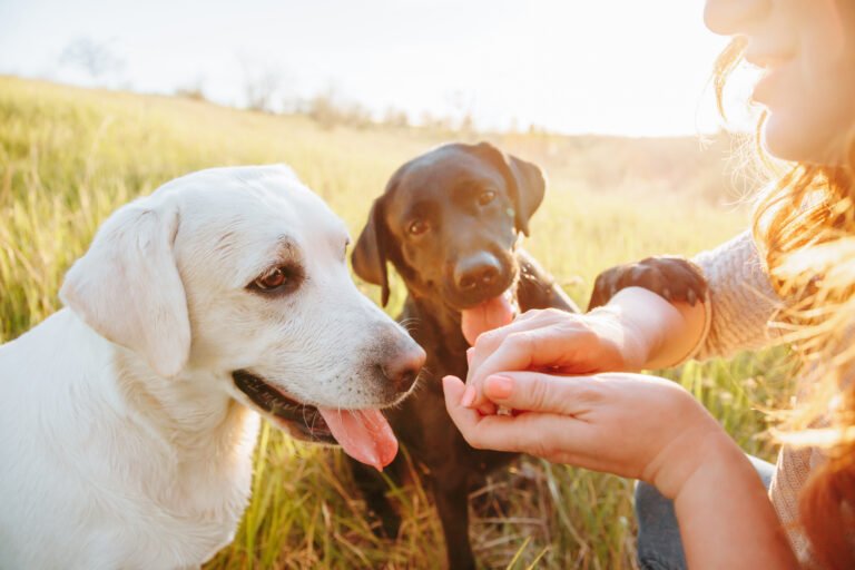 Probiotics for Dogs