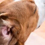 Dog Ear Infection Or Allergies? Here’s How To Tell The Difference