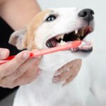 hand brushing dog's tooth for dental care