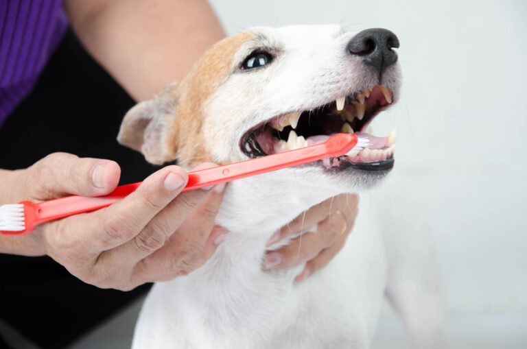 Dog Toothpaste and Daily Dental Care