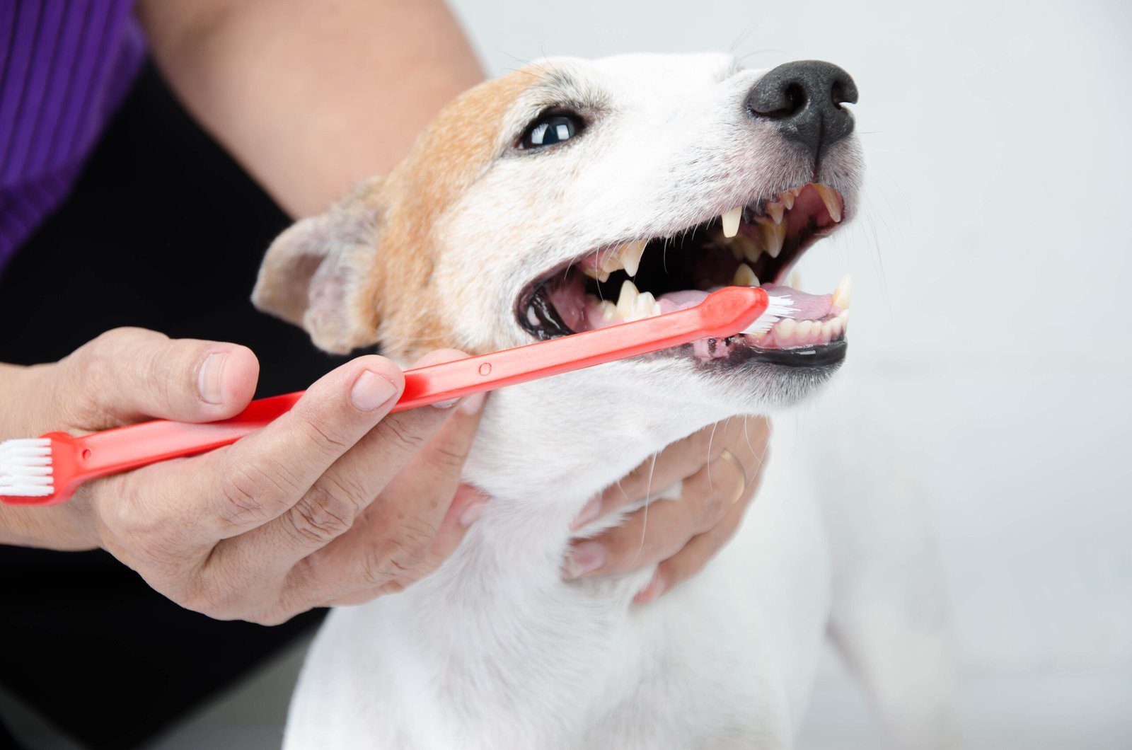 Dog Toothpaste and Daily Dental Care