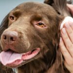 Best Dog Ear Cleaner: Ingredients That Matter (Vet Explained)
