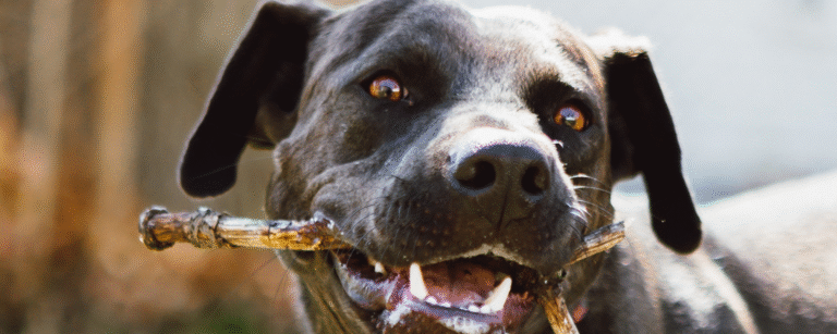 Probiotic Chews for Dogs