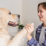 Probiotic Powder for Dogs: Safe Usage, Timing, and Gut Support