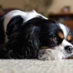 Calming Treats for Dogs: When They Help and When They Don’t (Vet Guide)
