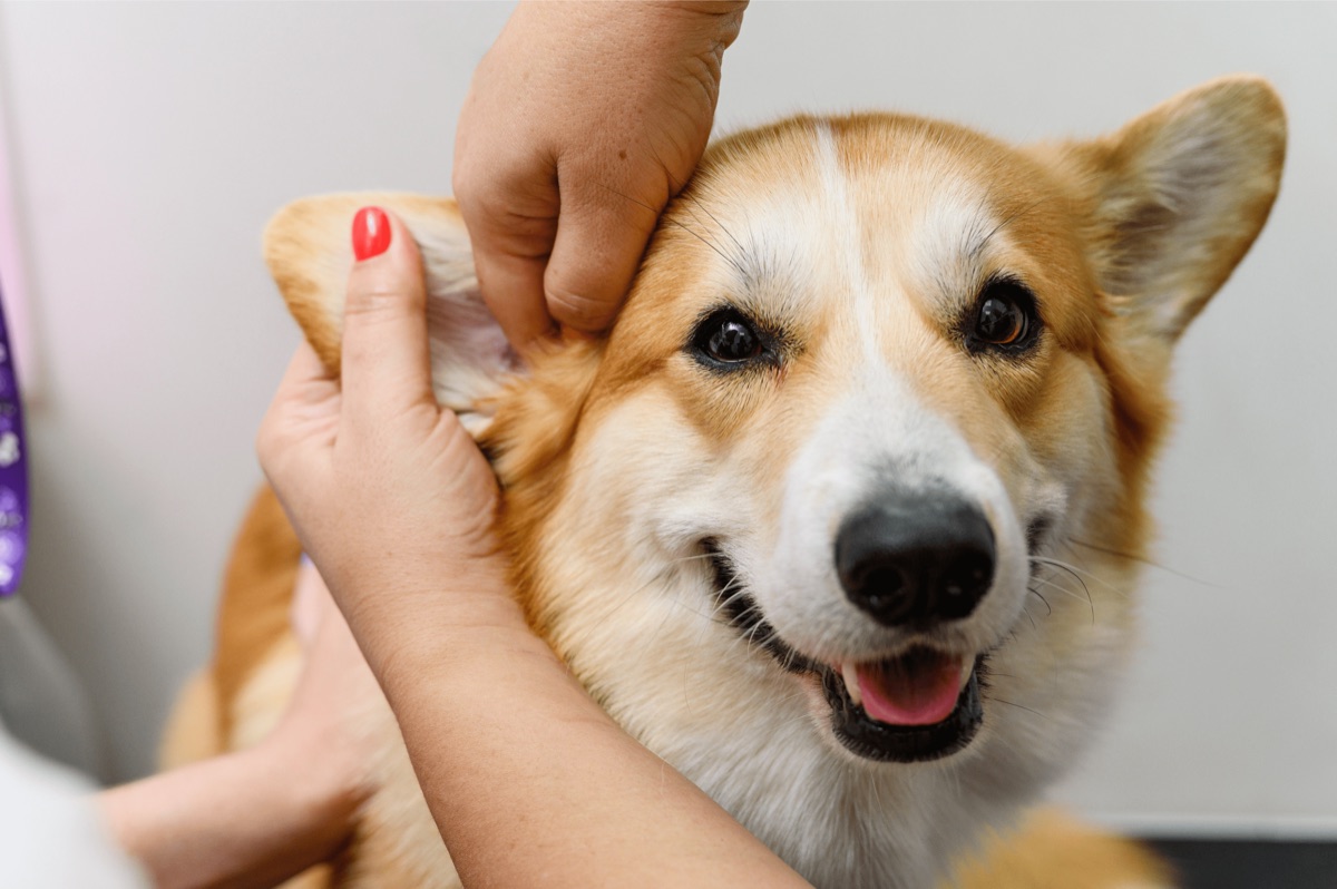 Person examining a corgi dog ear during a wellness check