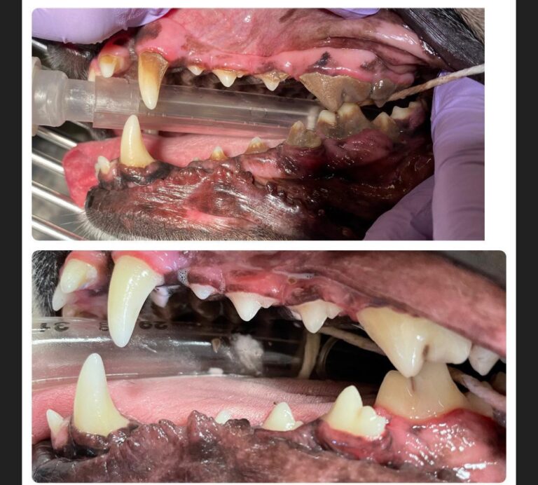 Before and after photos of a dog teeth following professional veterinary dental cleaning