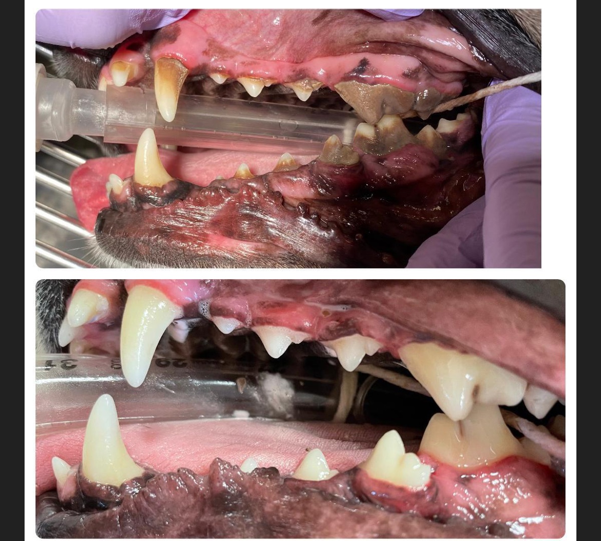Before and after photos of a dog teeth following professional veterinary dental cleaning