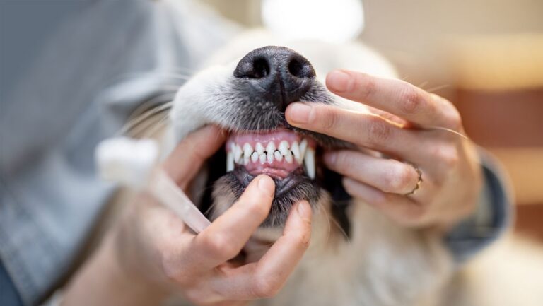 Hands pulling back a dog lips to reveal clean teeth and healthy gums