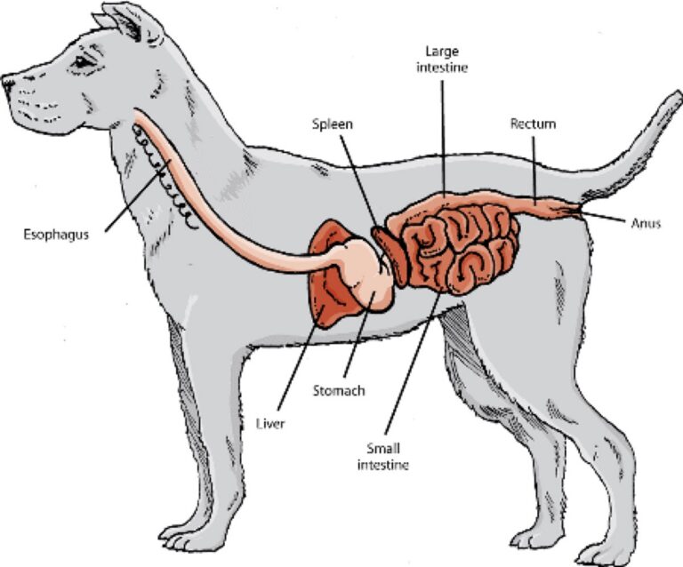 Postbiotic Metabolites: The Next Frontier in Canine Gut Health