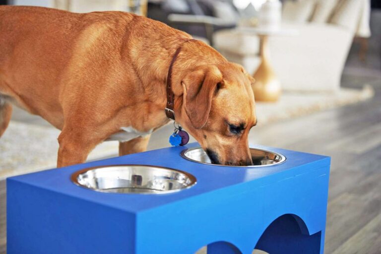 Tan dog eating food from a raised double bowl at home
