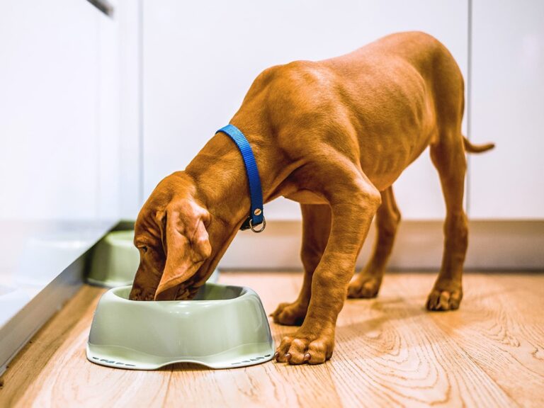 Vizsla dog eating from a green bowl in a kitchen