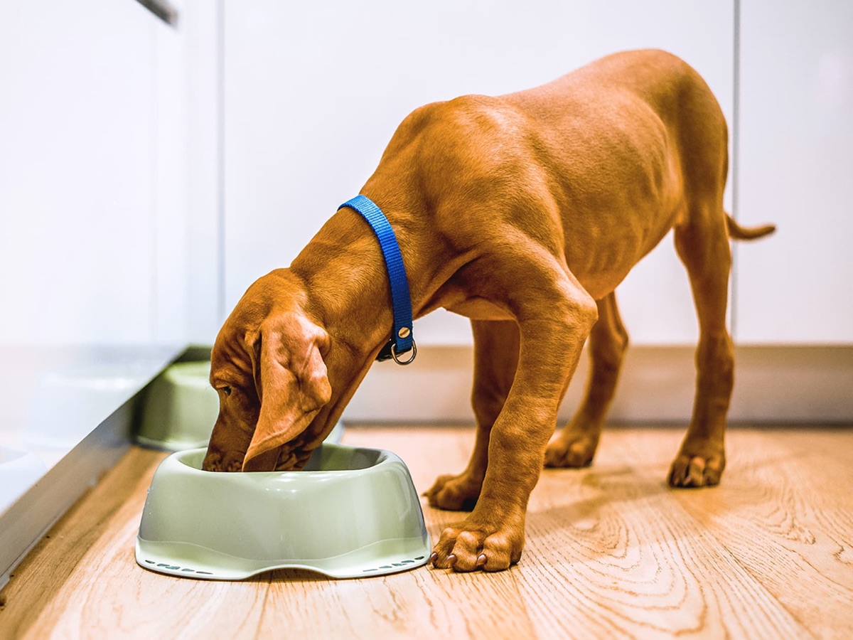 Vizsla dog eating from a green bowl in a kitchen