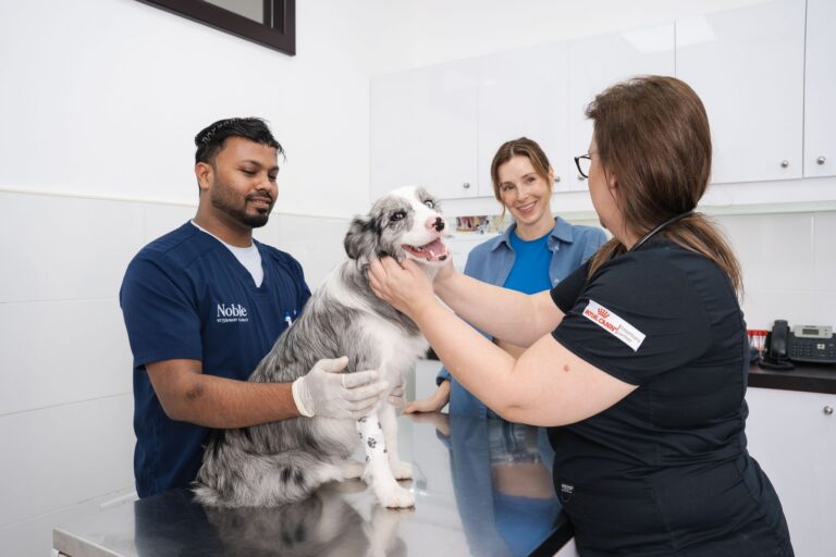 Veterinarian examining a dog during a supplement consultation