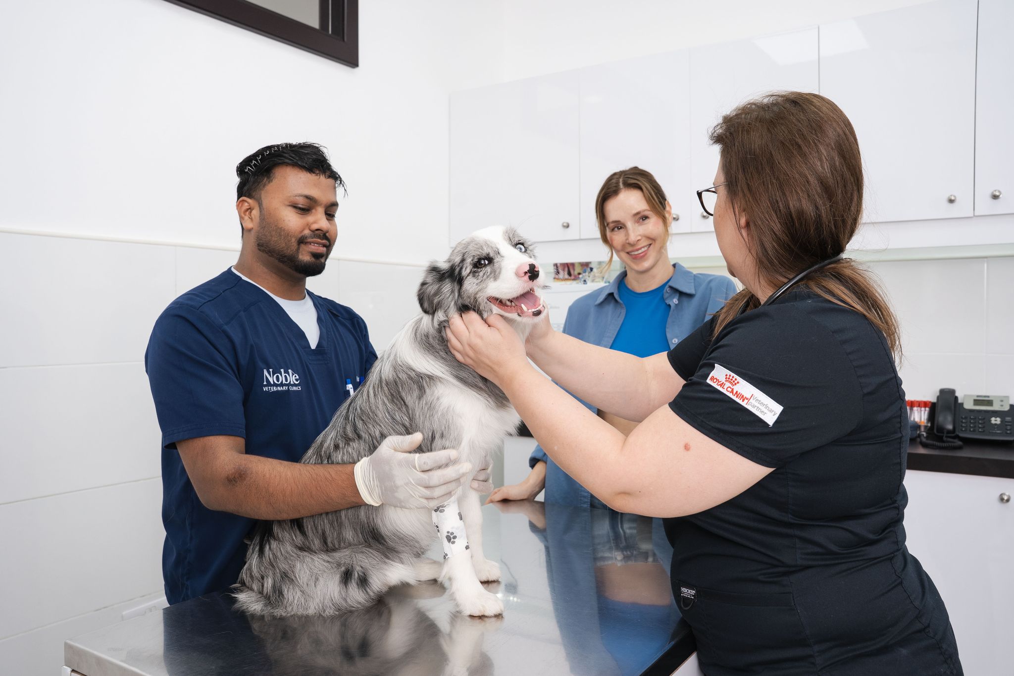 Veterinarian examining a dog during a supplement consultation