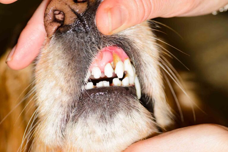 Veterinary dental examination of a dog teeth and gums