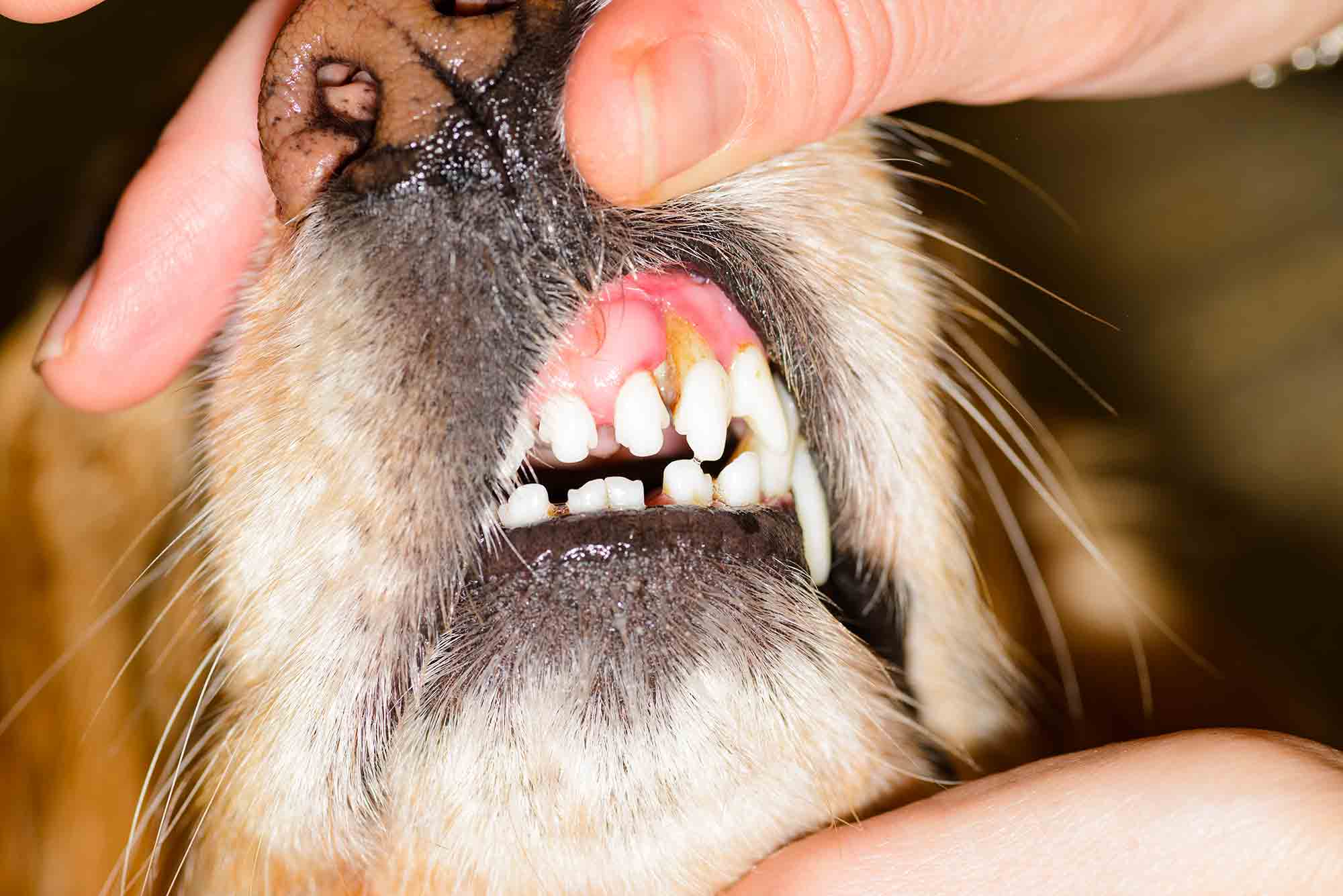 Veterinary dental examination of a dog teeth and gums