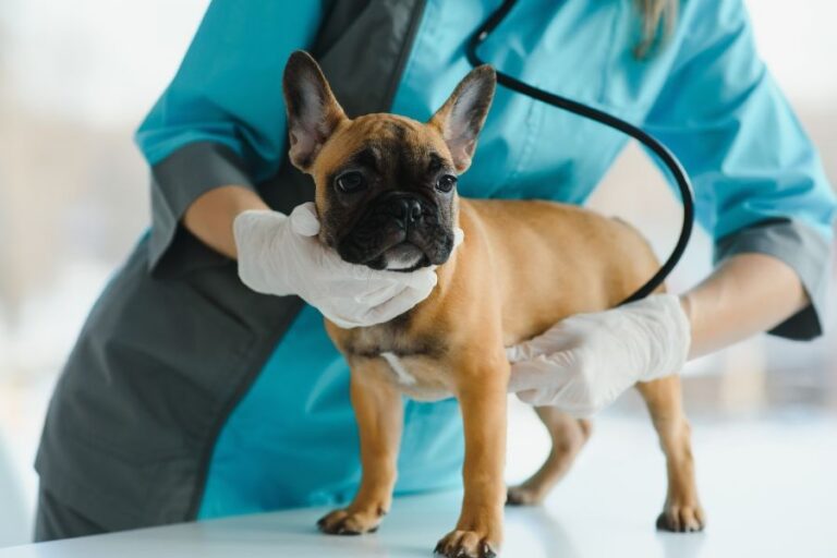 Veterinarian examining a dog with a stethoscope