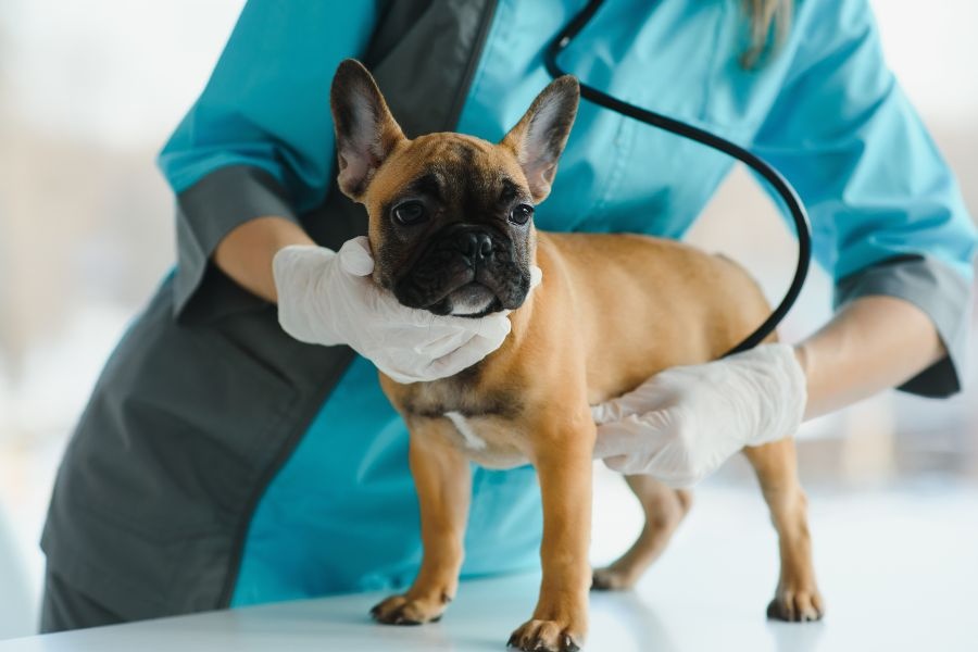 Veterinarian examining a dog with a stethoscope