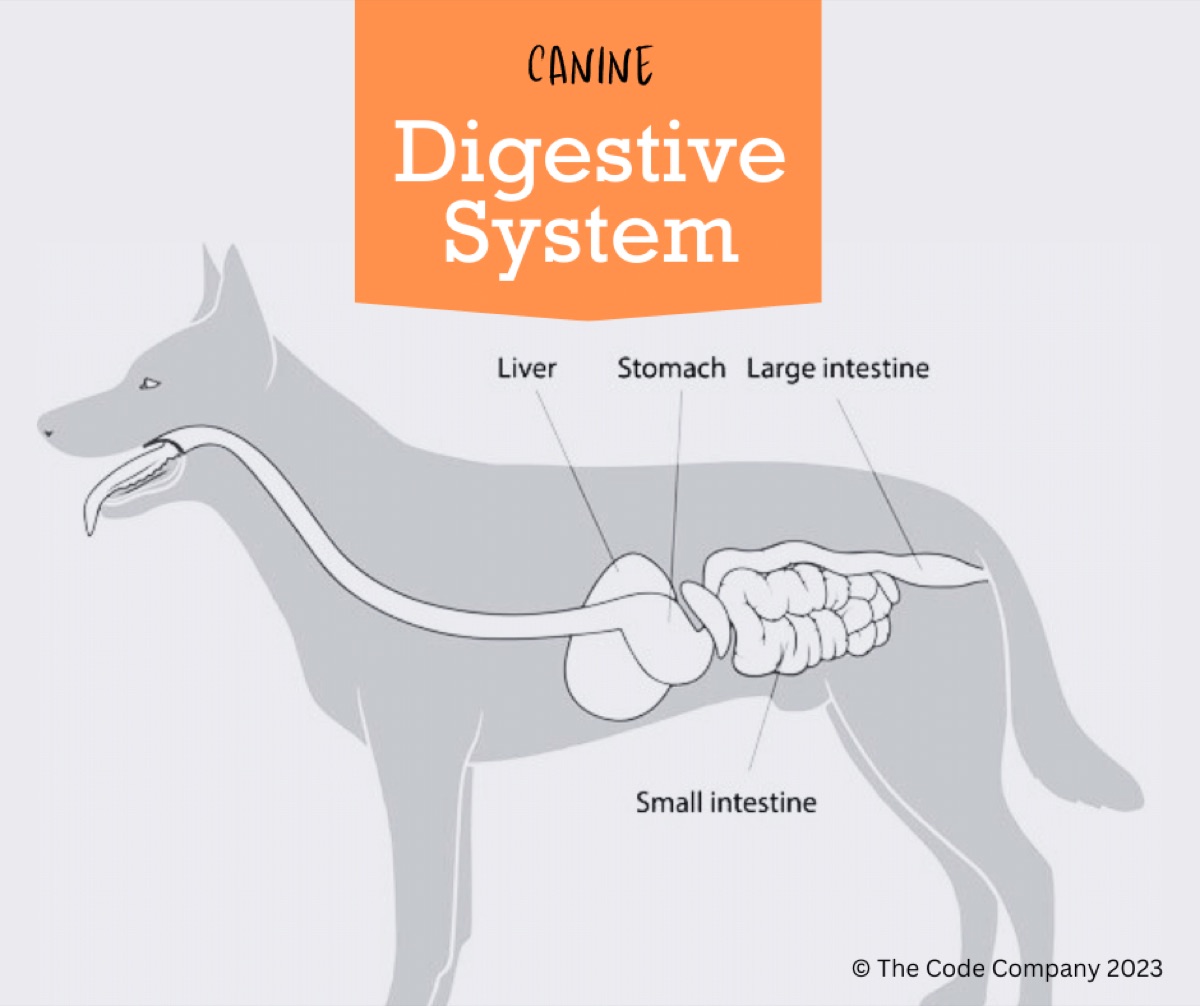 diagrams - Reading a Dog Supplement Label: A Veterinarian's Checklist