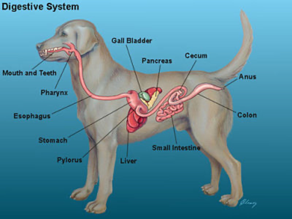 diagrams - Reading a Dog Supplement Label: A Veterinarian's Checklist