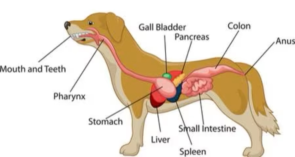 diagrams - Veterinary Evidence Hierarchy: How to Evaluate Supplement Claims