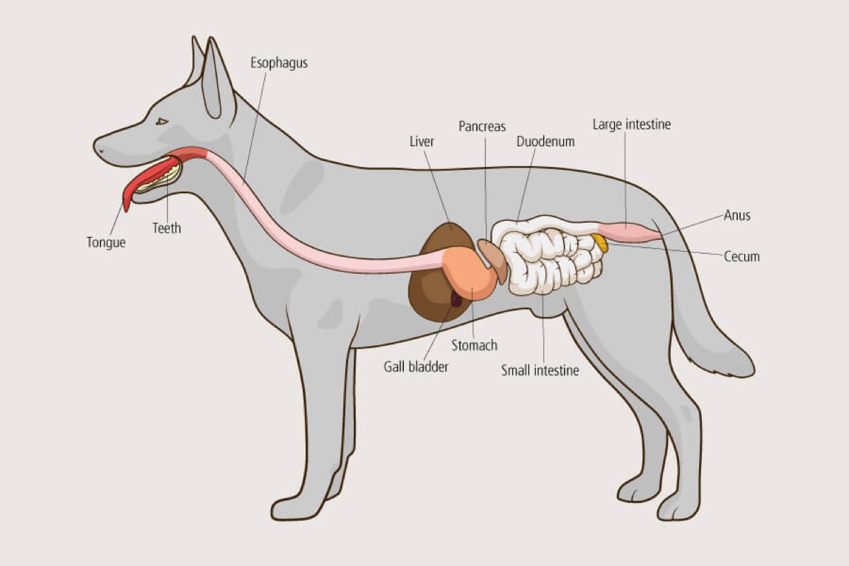 diagrams - Veterinary Evidence Hierarchy: How to Evaluate Supplement Claims