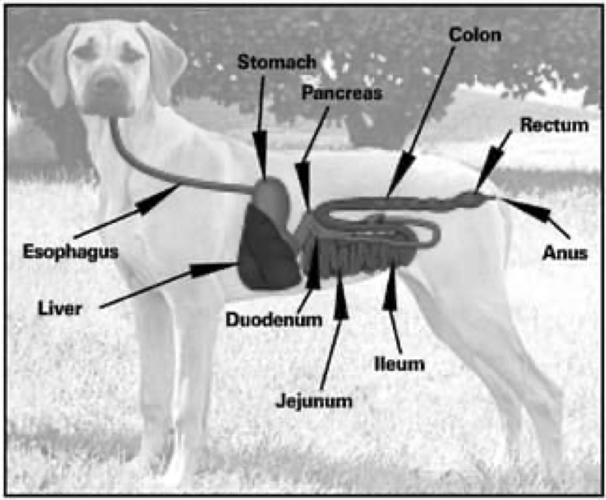 diagrams - What Are Postbiotics? A Veterinarian's Evidence-Based Guide