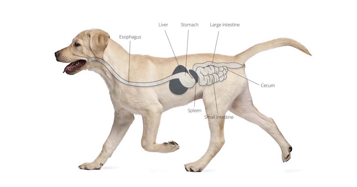 diagrams - What Are Postbiotics? A Veterinarian's Evidence-Based Guide