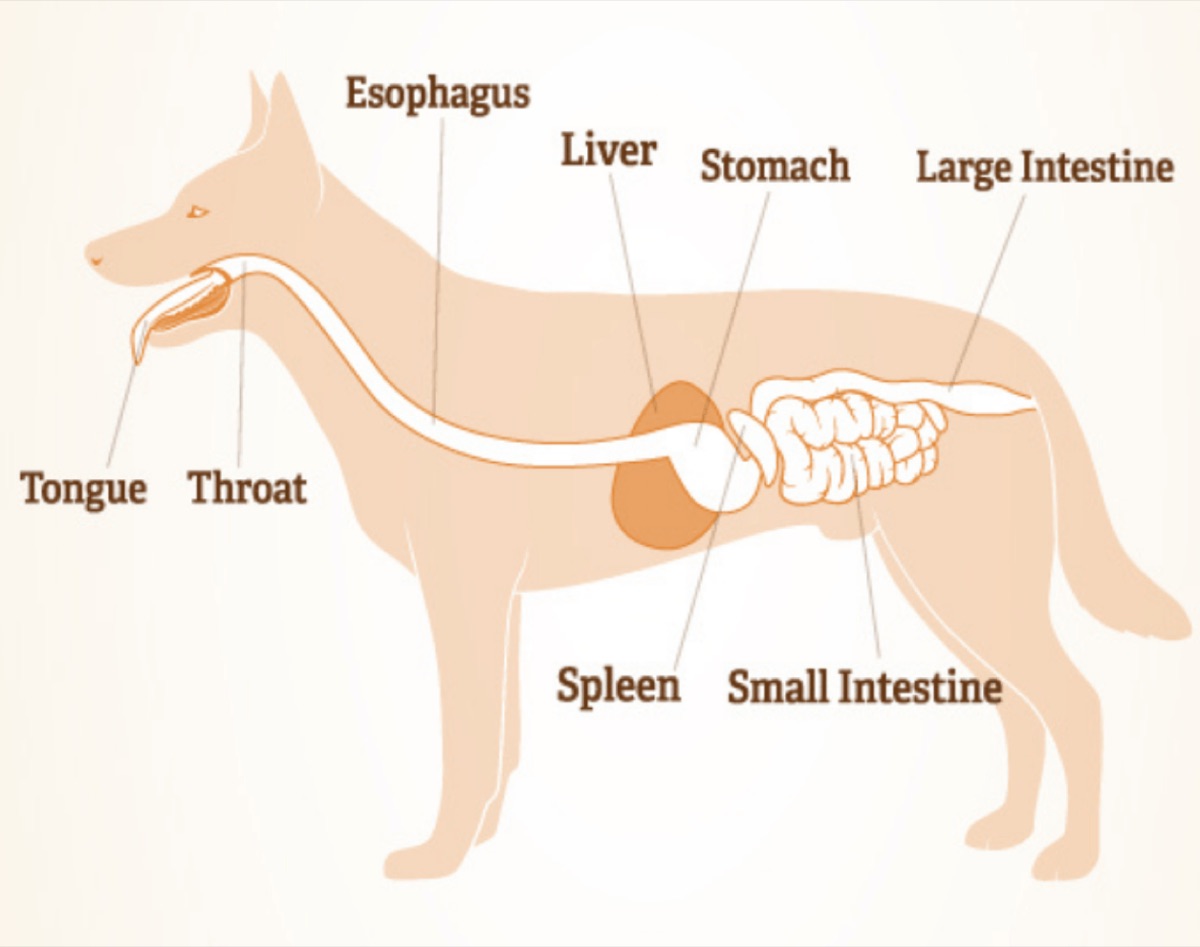 diagrams - Why Most Pet Probiotics Fail: The CFU Label Problem