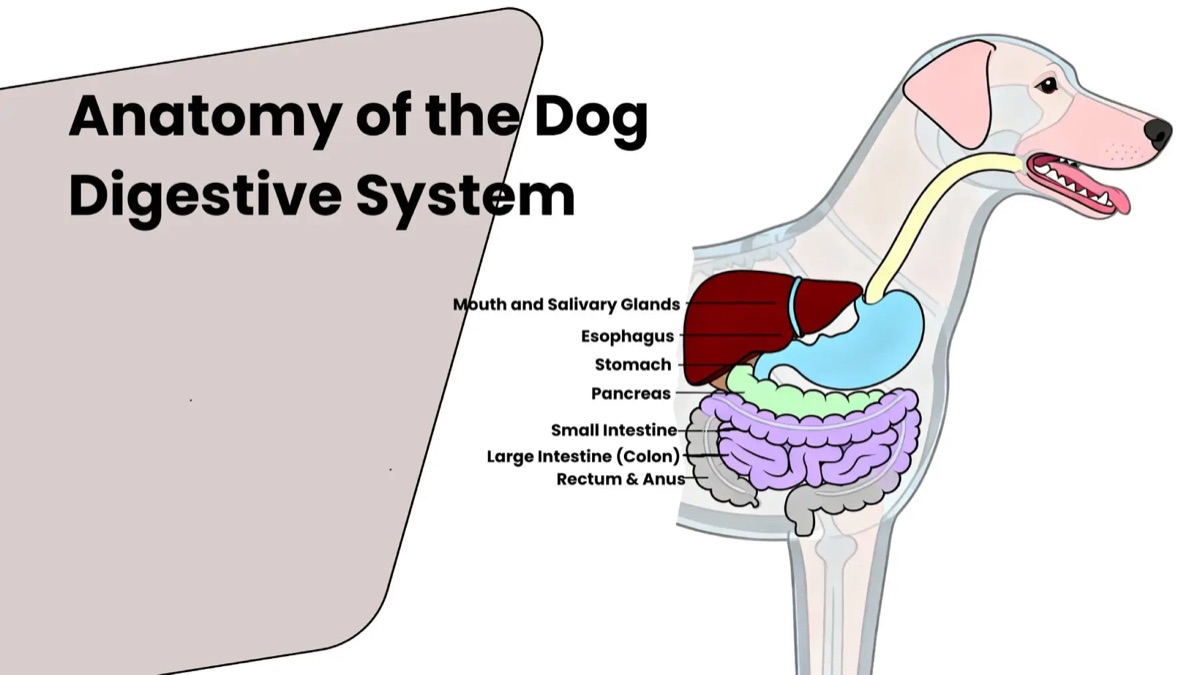 diagrams - Why Most Pet Probiotics Fail: The CFU Label Problem
