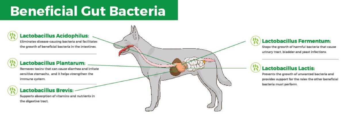 diagrams - Postbiotic Metabolites: The Next Frontier in Canine Gut Health