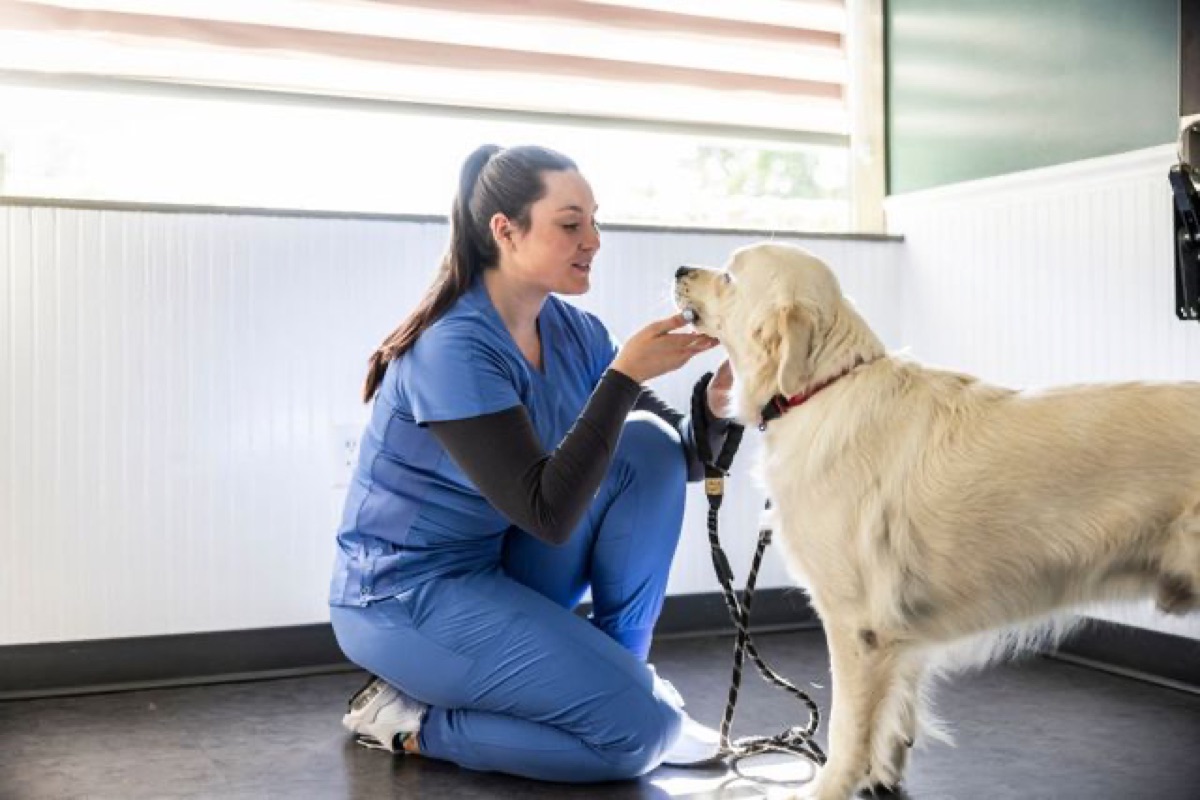 veterinary - Fecal Microbiota Transplantation in Dogs: Current Evidence