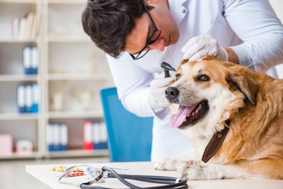 veterinary - Fecal Microbiota Transplantation in Dogs: Current Evidence