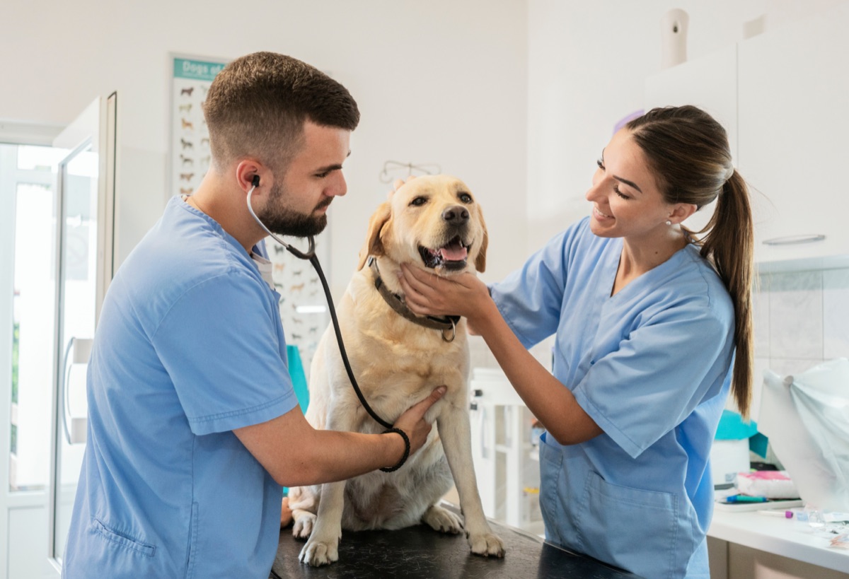 veterinary - Senior Dog Gut Health: Age-Related Microbiome Changes