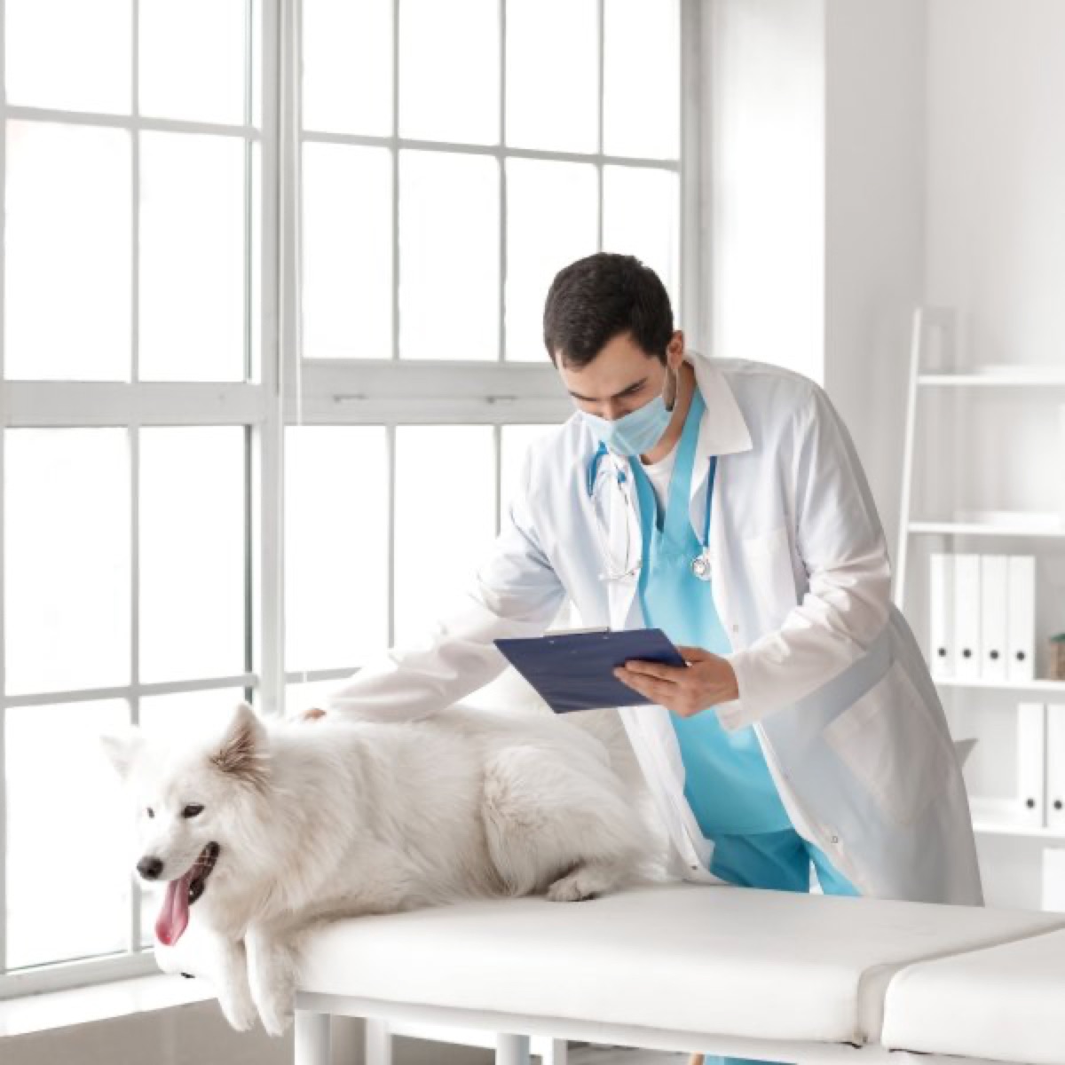 veterinary - Senior Dog Gut Health: Age-Related Microbiome Changes