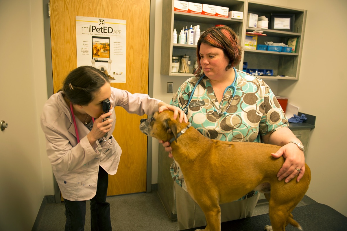 veterinary - Postbiotics and Immune Modulation: What the Veterinary Literature Shows