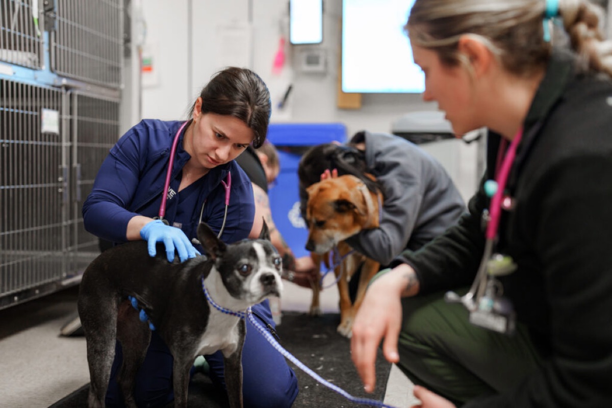 veterinary - Choosing a Gut Health Supplement: A Veterinarian's Checklist