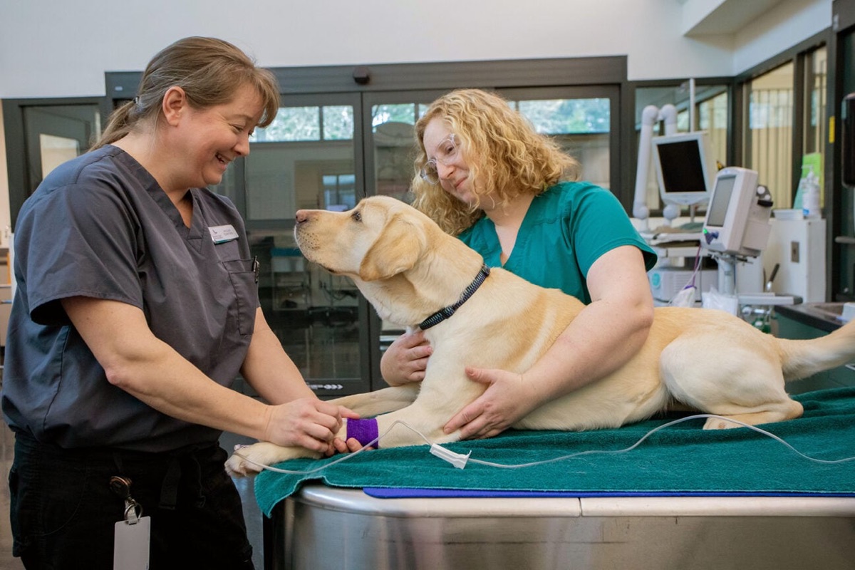 veterinary - Probiotics vs Postbiotics for Dogs: A Clinical Comparison