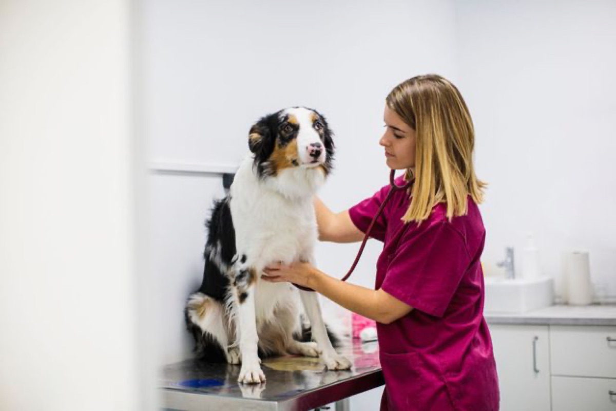 veterinary - Probiotics vs Postbiotics for Dogs: A Clinical Comparison