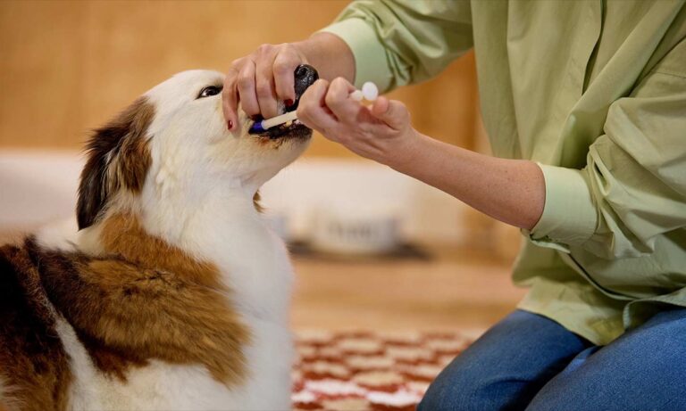 Person administering liquid supplement to a dog using a plastic oral syringe