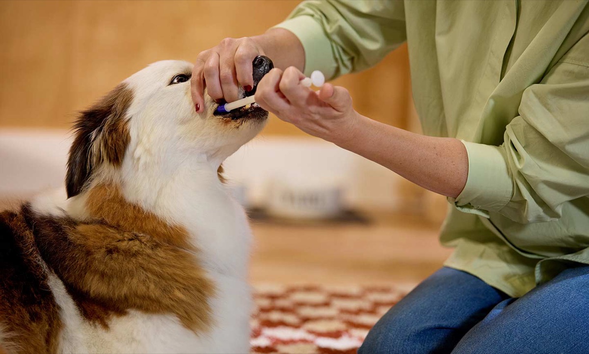 Person administering liquid supplement to a dog using a plastic oral syringe