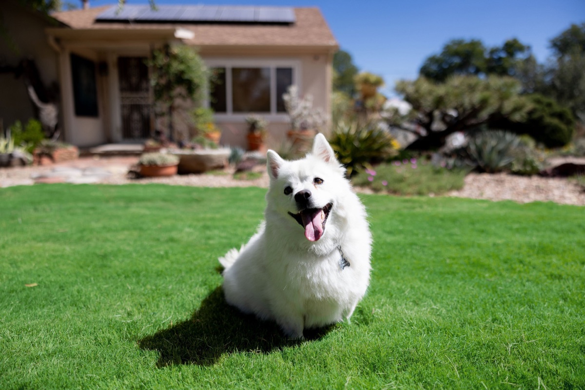 Healthy white fluffy dog sitting on a green lawn on a sunny day