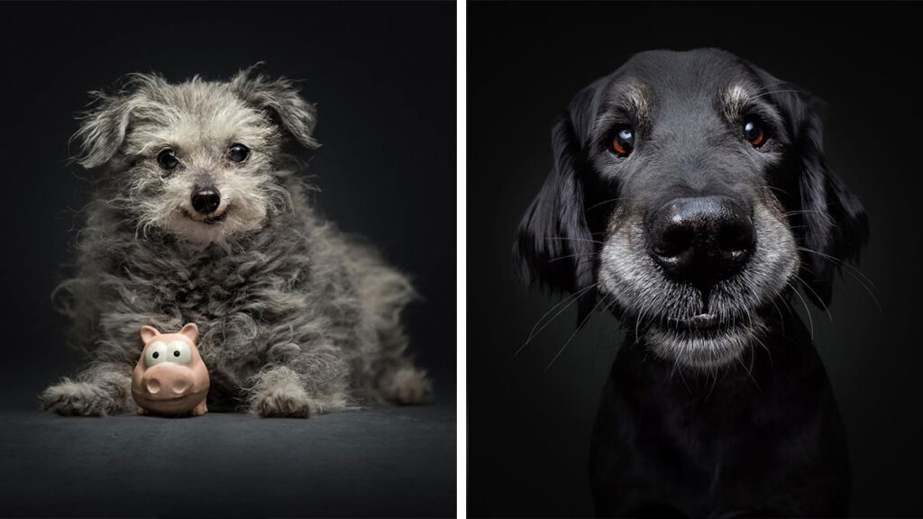 Portrait of two senior dogs with graying muzzles