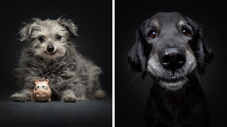 Portrait of two senior dogs with graying muzzles