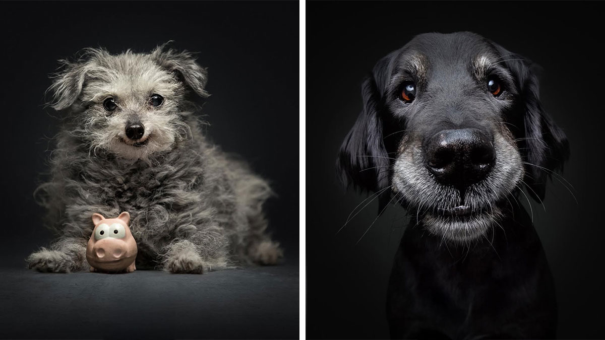 Portrait of two senior dogs with graying muzzles