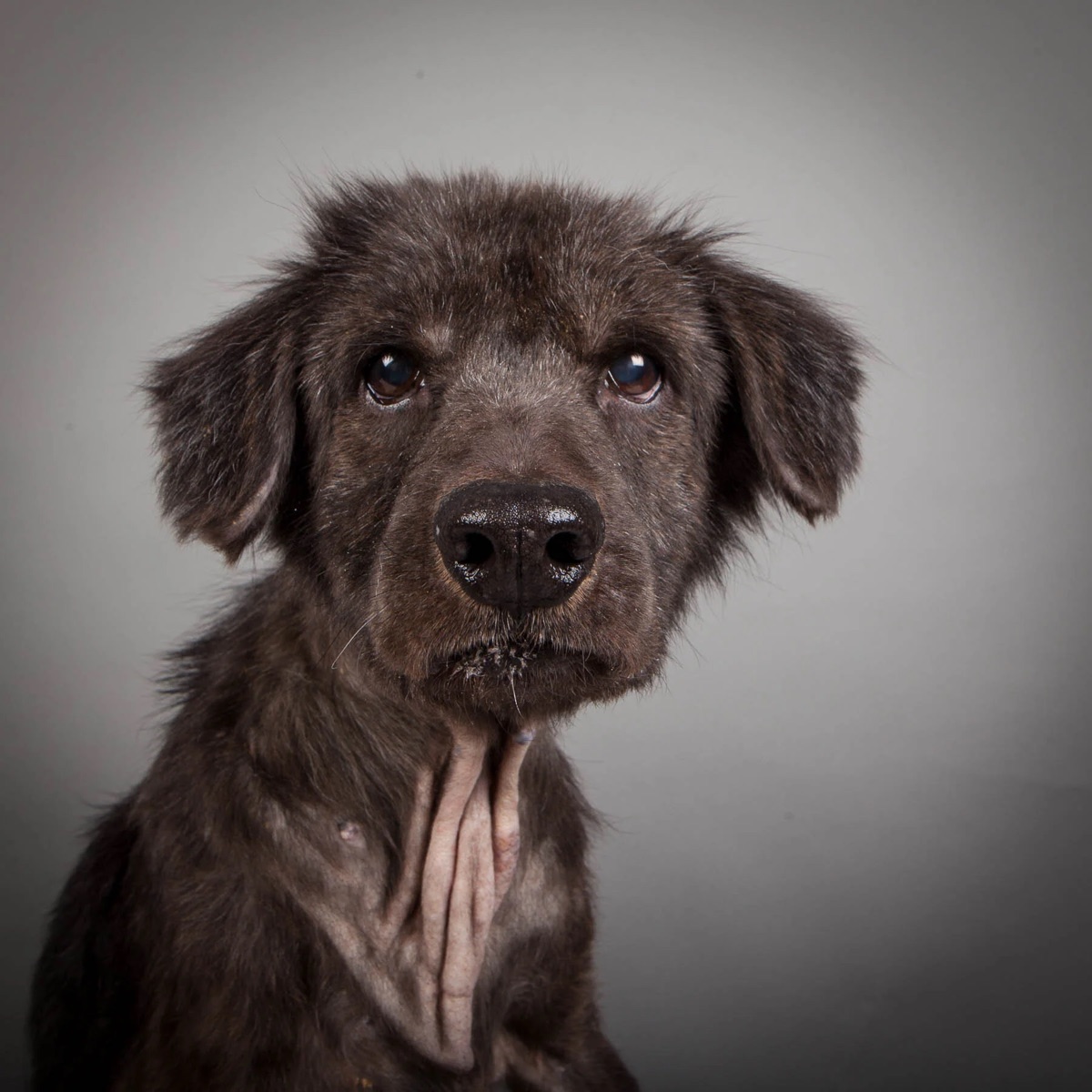 Studio portrait of an older dog looking at the camera