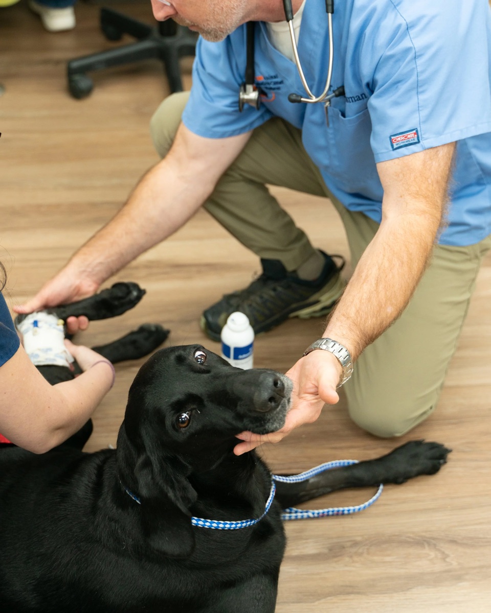 Veterinarian gently holding a dog face during a veterinary clinic examination