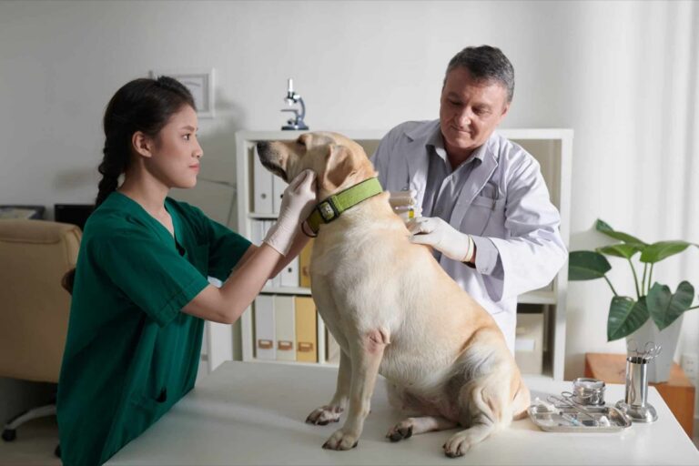 Veterinarian giving a dog a vaccination injection at a clinic